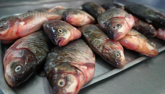 Приготовленная рыба хранится полгода: как долго вы можете держать в морозильнике разные продукты