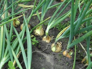 Помидоры и картофель не высаживаю рядом: растения, которые 