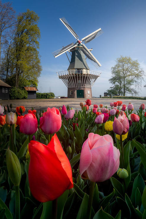 Впервые за 71 год самый красивый цветник в мире остался без посетителей. 31 фото