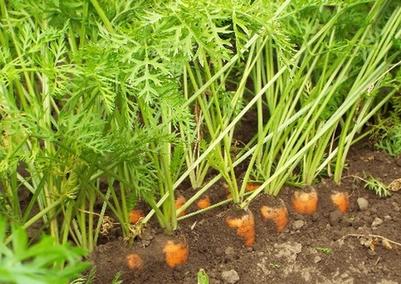 Грядки покройте песком. Как правильно выращивать морковь, чтобы она не была корявая и рогатая
