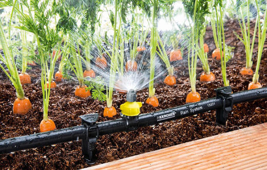 Поливайте только утром и засуньте палец в почву: 10 рекомендаций по поливу садовых растений