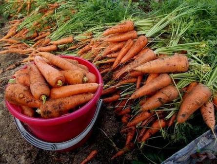 Выращиваю шикарную морковь. Хороший урожай получается благодаря удобрению из 3 компонентов