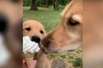 Пес отобрал у щенка мороженое: тот запомнил обиду, а спустя год отомстил (смешное видео)