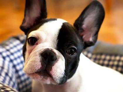 Мопсы не любят двигаться, а французского бульдога можно взять в офис: ленивые породы собак, которые идеально подойдут занятым хозяевам