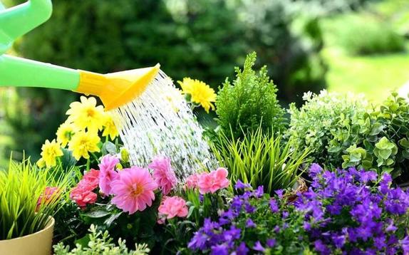Поливайте только утром и засуньте палец в почву: 10 рекомендаций по поливу садовых растений