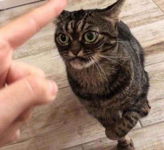 Кошка с необычной мордочкой покоряет социальные сети (фото)