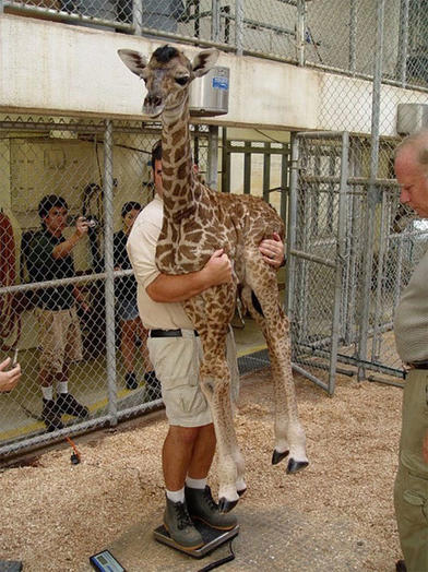 Как в зоопарках взвешивают животных
