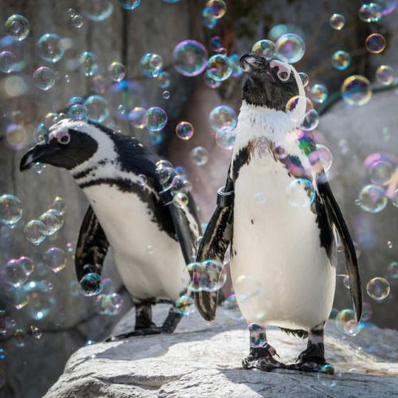 Шоу мыльных пузырей: как развлекали пингвинов в зоопарке в период пандемии