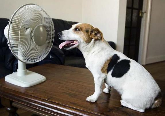 Лето, солнце, жара: как животные всего мира борются с высокой температурой воздуха