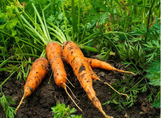 Морковь хранится долго, аж до следующего урожая. А подготовить ее к хранению просто, главное - подсушить