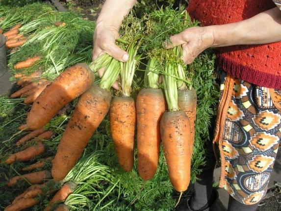 Морковь хранится долго, аж до следующего урожая. А подготовить ее к хранению просто, главное - подсушить
