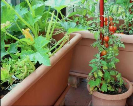 Я утеплила балкон и с наступлением осени устроила на нем огород. Выращивать овощи на балконе несложно