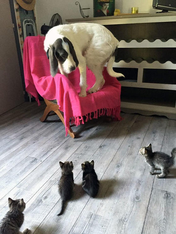 Кошки, которые ведут себя как настоящие собаки (забавные фото)