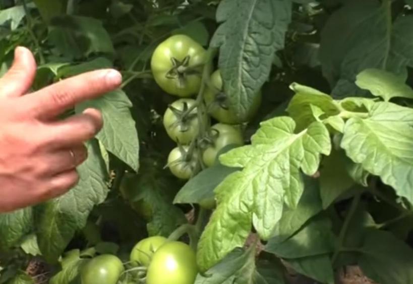 Как правильно формировать помидоры, чтобы получить заявленный размер: что прищипнуть, а что оставить