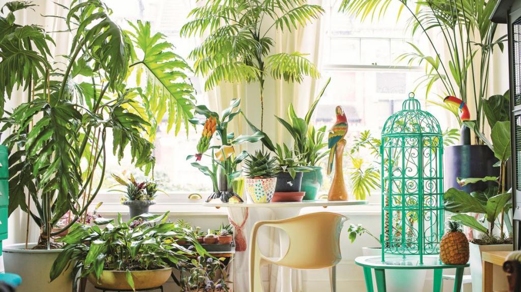 Добавить немного зелени: быстрорастущие комнатные растения, которые подойдут и начинающим цветоводам