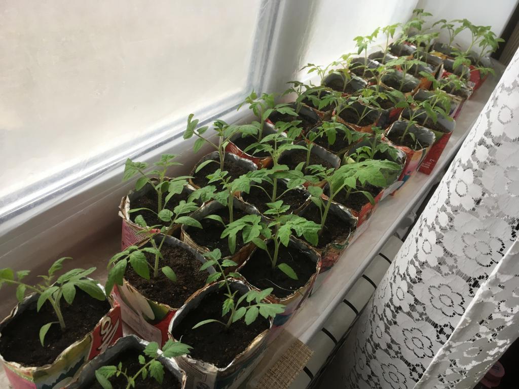 22 января - самое время посадить томаты на рассаду. Что еще можно высадить по лунному календарю, чтобы получить богатый урожай