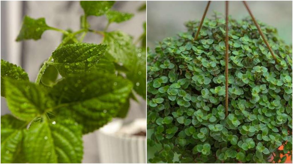 Добавить немного зелени: быстрорастущие комнатные растения, которые подойдут и начинающим цветоводам