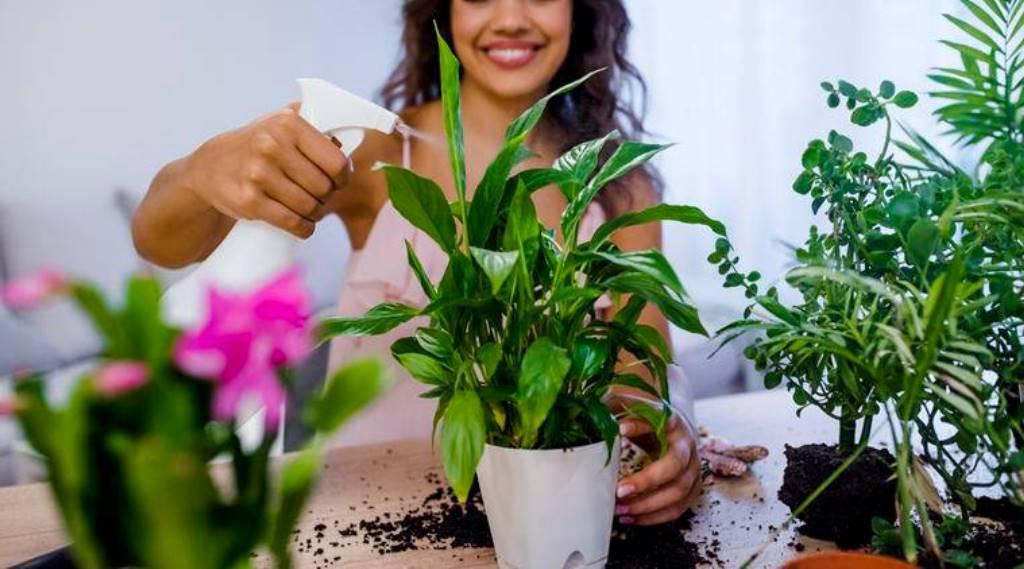 Простые советы по уходу за комнатными растениями: почему надо положить в горшочки корицу. Пропорции полезных растворов