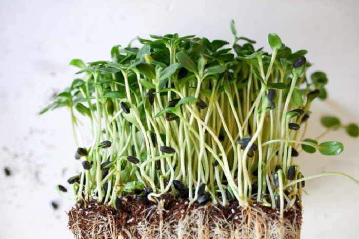 Можно употреблять уже через неделю: выращиваем микрозелень из семечек подсолнечника