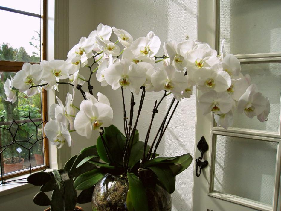 Какой лист подойдет для выращивания орхидеи и почему говорят, что цветок не размножить этим способом