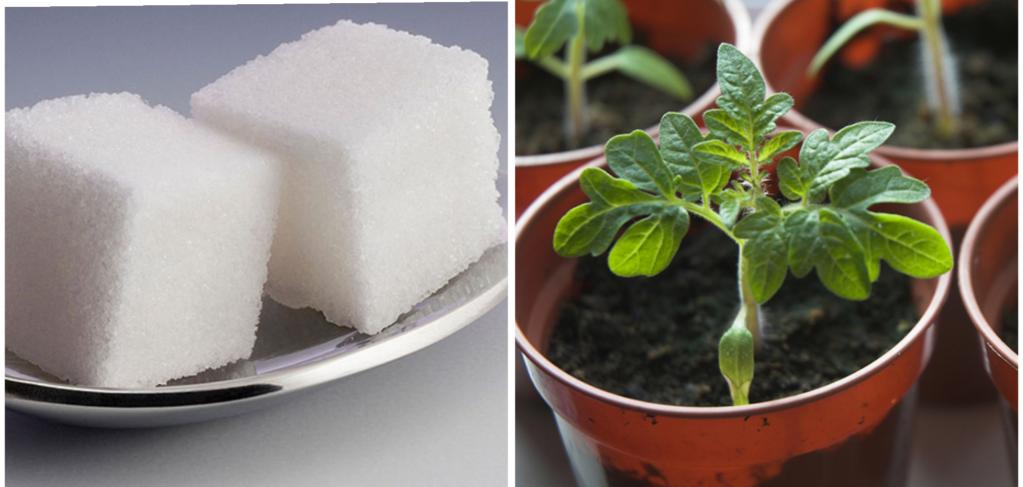 Подкормка рассады помидоров в домашних дрожжами. Подкормить рассаду сахар +. Морозко рассада помидоров. Дрожжевой подкормка для рассады на подоконнике. Сахар для рассады какой лучше.