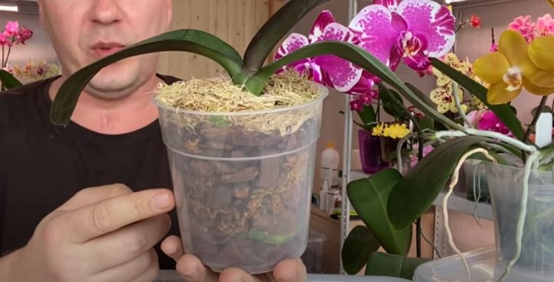 Припудриваем корни корицей: при пересадке орхидеи опытные цветоводы всегда берут пачечку приправы