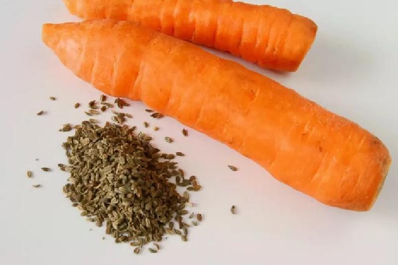 Чтобы получить богатый урожай моркови: как подготовить семена, землю, правильно посеять и сохранить всходы