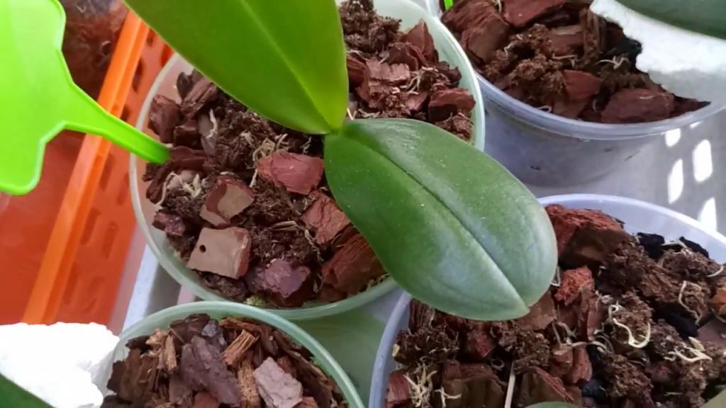 Какой лист подойдет для выращивания орхидеи и почему говорят, что цветок не размножить этим способом