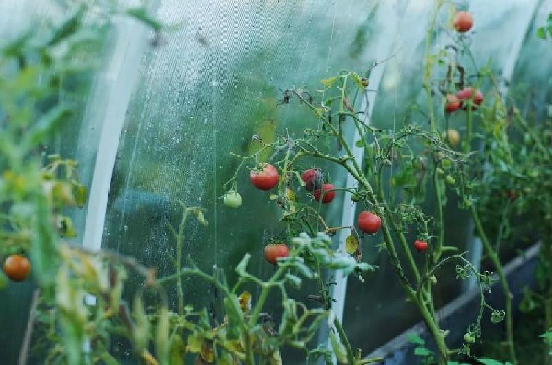 Приближается дачный сезон: что нужно знать начинающему огороднику о посадке и выращивании томатов