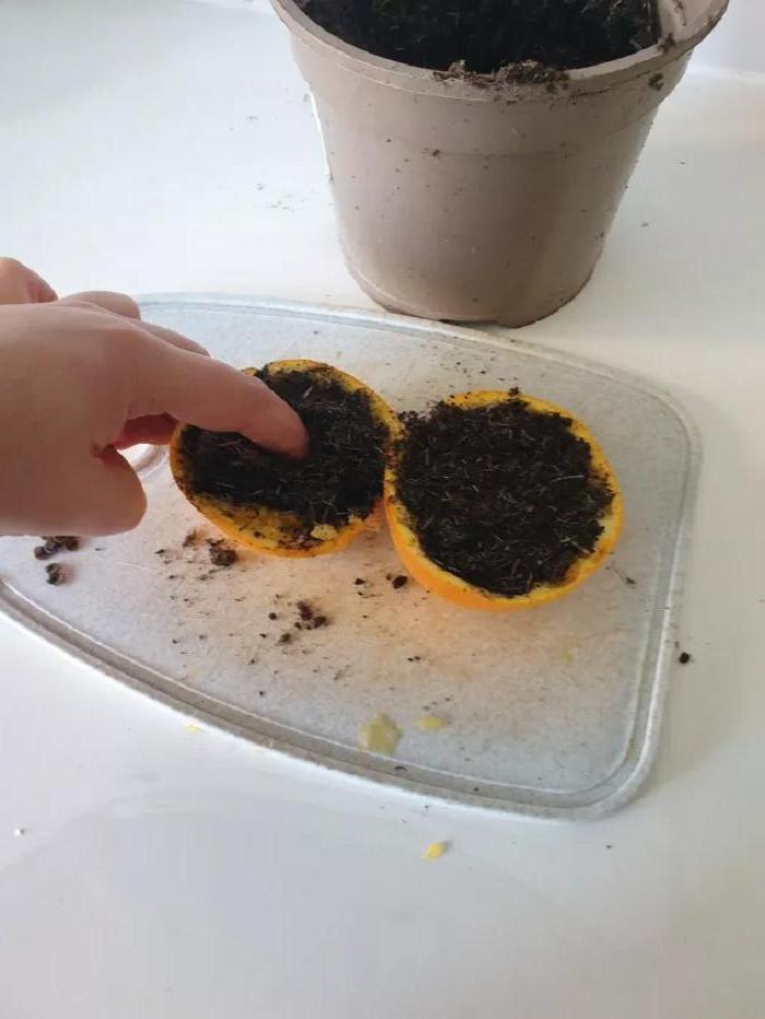 Как вырастить семена апельсина в апельсине: необычный и эффективный способ выращивания культур