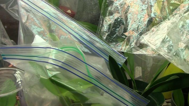 Простой трюк с пакетиком   проверенный способ укрепить корневую систему орхидеи: пошаговая инструкция