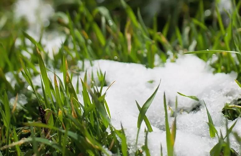 Нужны ли мартовские подкормки в саду и в огороде по снегу: какие, куда и зачем сыпать