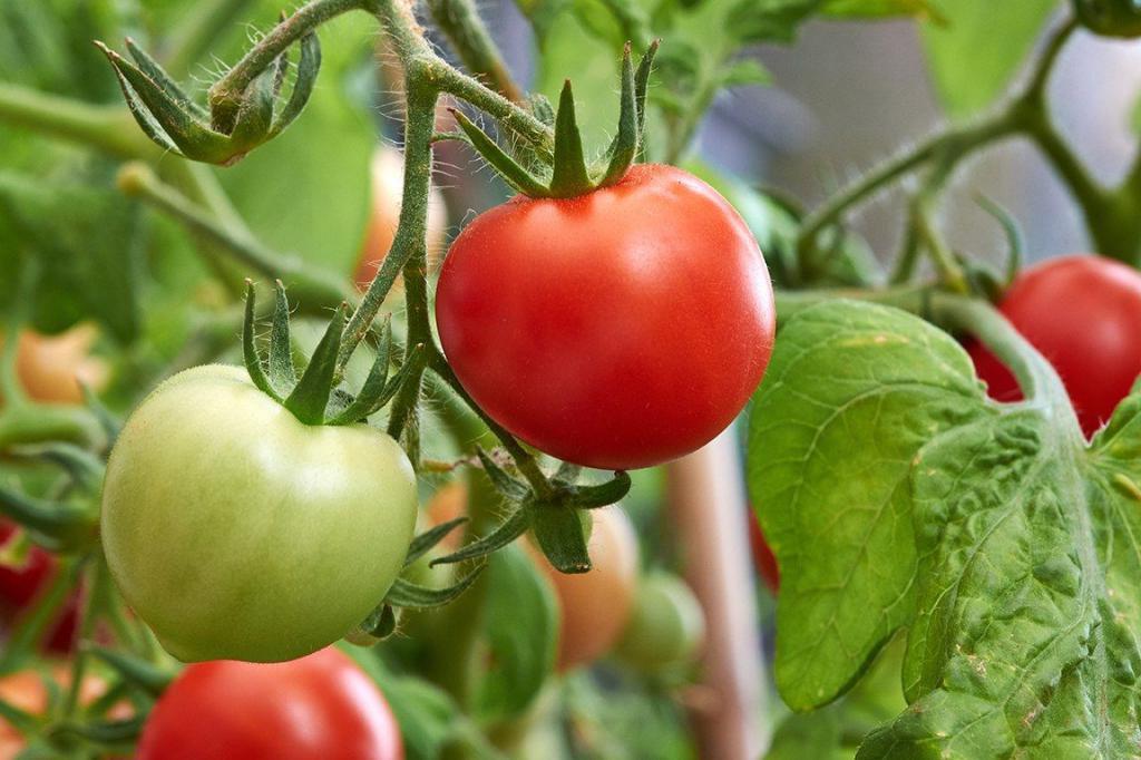 Приближается дачный сезон: что нужно знать начинающему огороднику о посадке и выращивании томатов