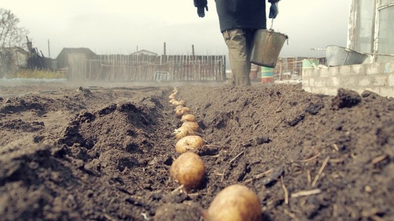 Как получить богатый урожай картошки без химии: поможет самая обычная фольга