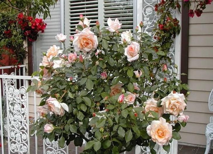 Какие цветы выращивать на солнечном или затененном балконе, чтобы цвели все лето: бальзамин, петуния, портулак и другие