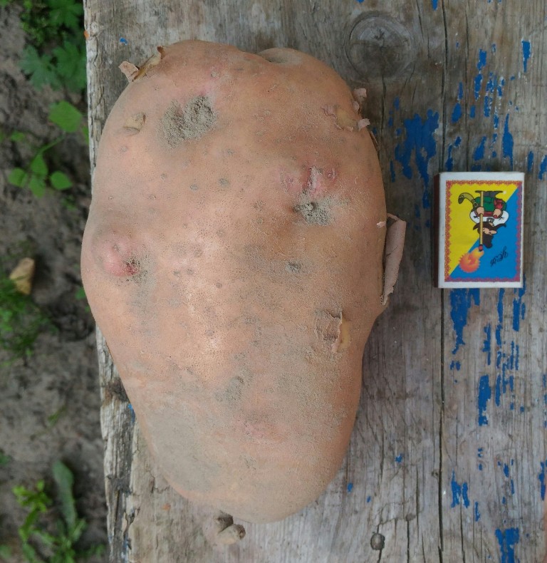 В каждую ямку - по сухарю: как наши бабушки умудрялись получать гигантский урожай картофеля