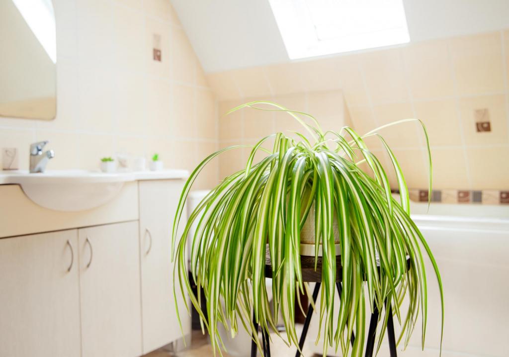 Бегония и нефролепис: какие цветы подходят для украшения ванной комнаты