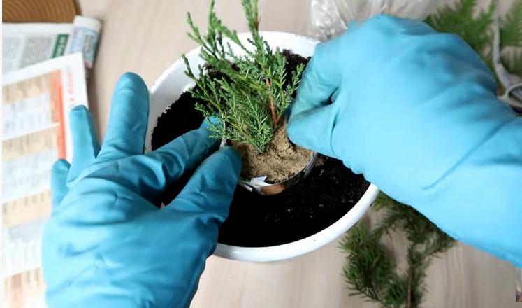 Как заставить пустить корни даже трудноукореняемые растения: способ, работающий практически для всего (в том числе подходит для розы и туи)