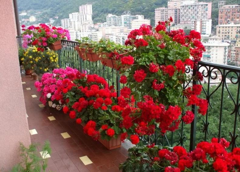 Какие цветы выращивать на солнечном или затененном балконе, чтобы цвели все лето: бальзамин, петуния, портулак и другие