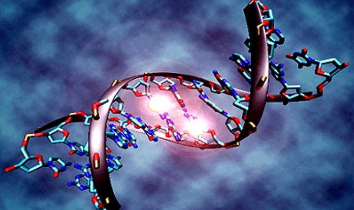 Не вся наука на пользу: споры по поводу экспериментов по смешиванию ДНК животных и человека