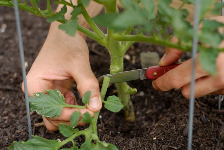 Убираем лишние листья у помидоров: как правильно и зачем это делать (дело не только в урожайности)