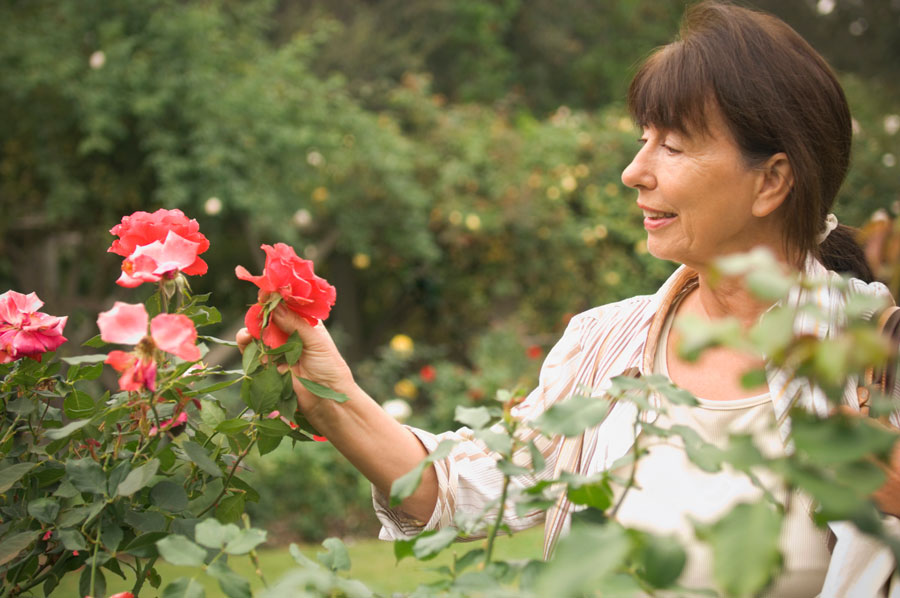 Опрыскиваем кусты настоем полыни: как вырастить красивые и здоровые розы в тени