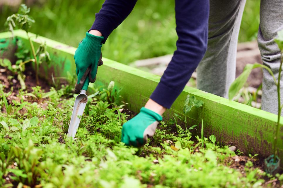 Очищаем садовый инвентарь, горшки, удобряем и даже отваживаем муравьев: зачем запасаться уксусом в начале дачного сезона