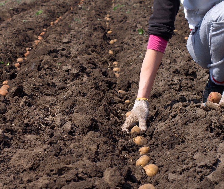 Лучшие сорта картофеля для обильного урожая: Гала, Жуковский, Удача