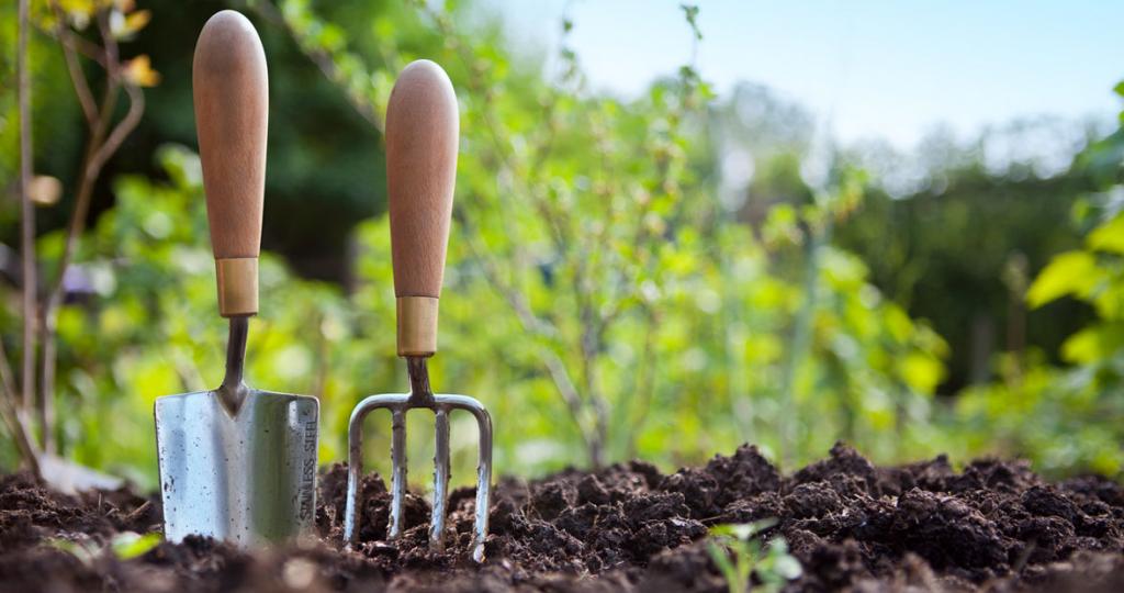 Очищаем садовый инвентарь, горшки, удобряем и даже отваживаем муравьев: зачем запасаться уксусом в начале дачного сезона