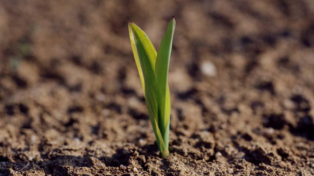 Почему чахнут саженцы кукурузы: причины и советы, как предупредить проблему