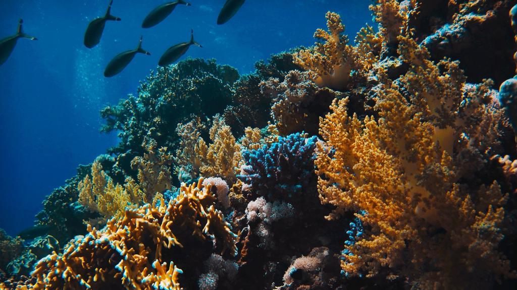 К 2050 году на планете может остаться всего 6 % коралловых рифов