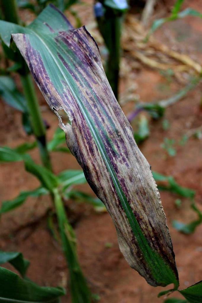 Почему чахнут саженцы кукурузы: причины и советы, как предупредить проблему