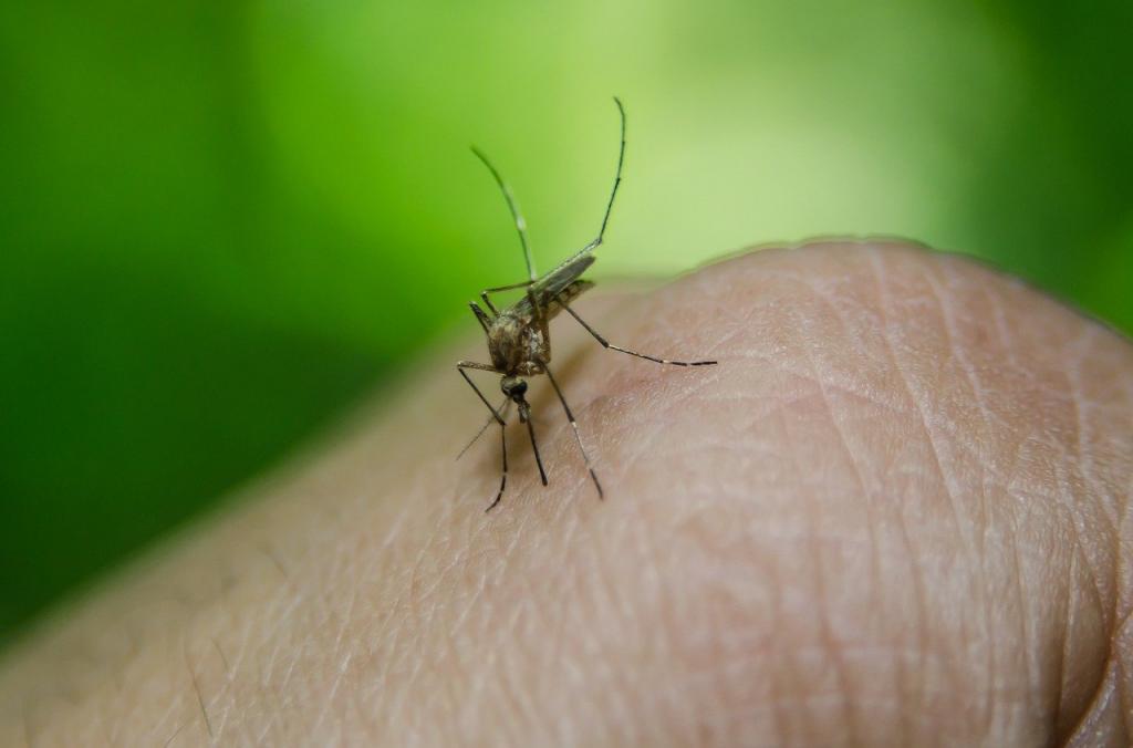 От мух, тараканов и комаров: при смешивании уксуса с корицей получается работающее средство от надоедливых насекомых