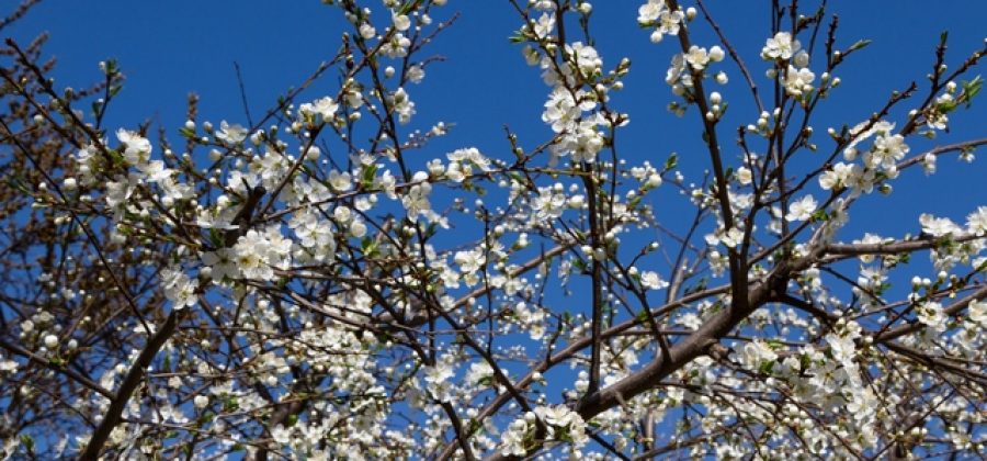 Обильное цветение деревьев не дает гарантию хорошего урожая: 5 причин, почему не появляются завязи